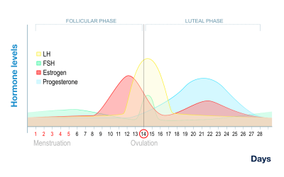 graph-Menstrual_Cycle